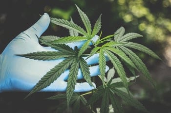 wietolie en slapen cannabis plant