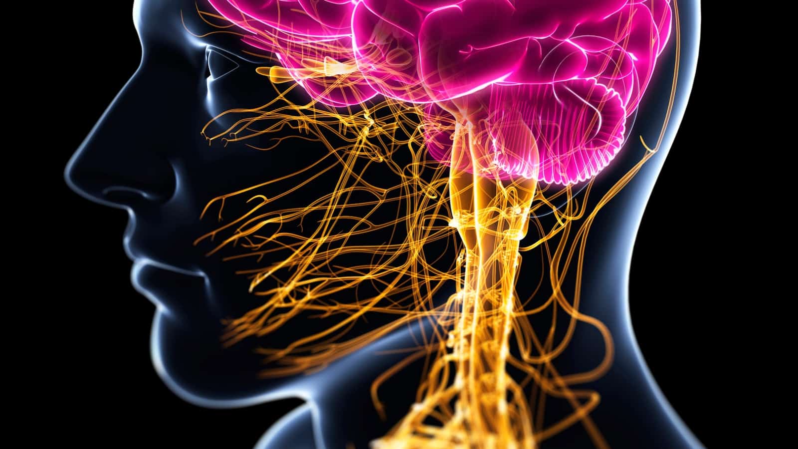 Het Cruciale Belang van Vitamine B12 voor een Optimaal Zenuwstelsel